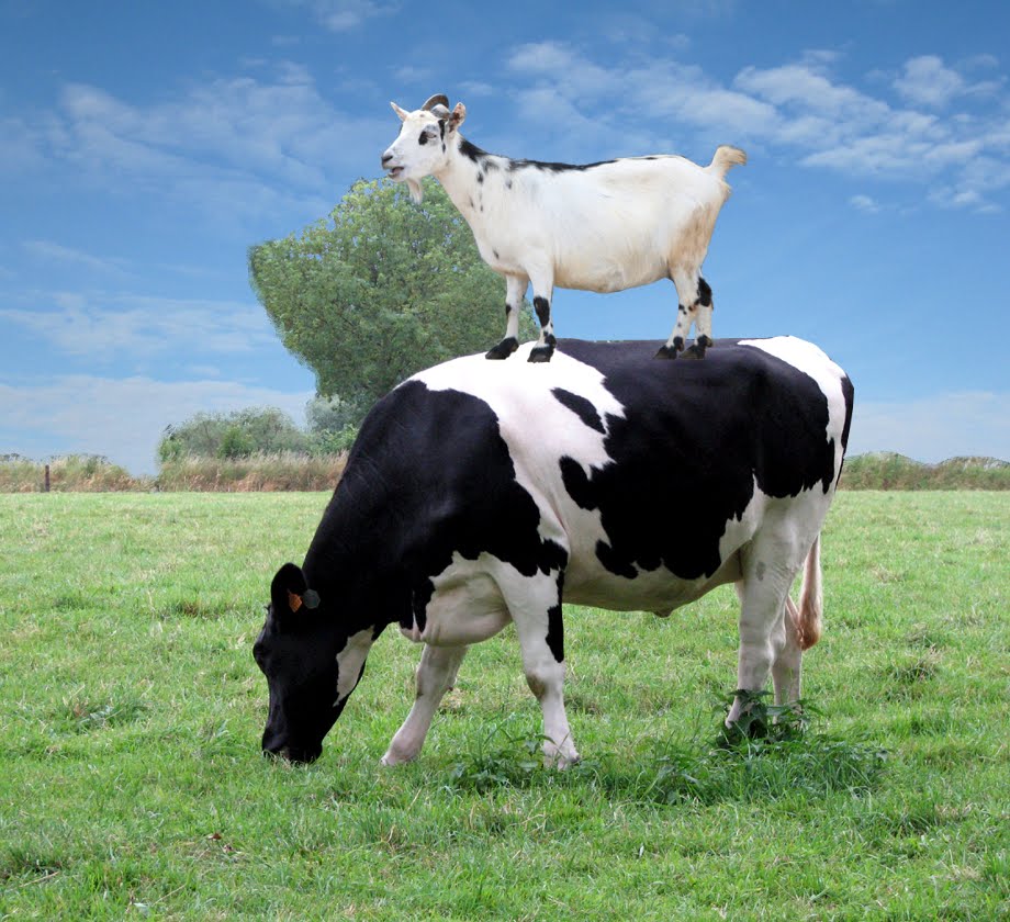 Cow Pictures